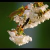 20090426_026_raw